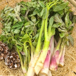 봄향 가득한 남해 땅두릅 500g