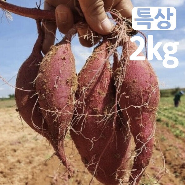 우주스토어,[가정의 달] 해남 꿀고구마 베니하루카(꿀) 특상2kg(비세척)
